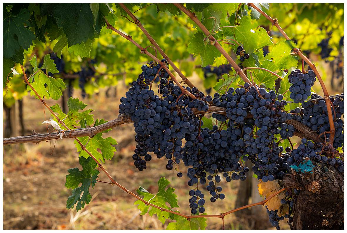 Journey of Doing - Wine tasting in Umbria