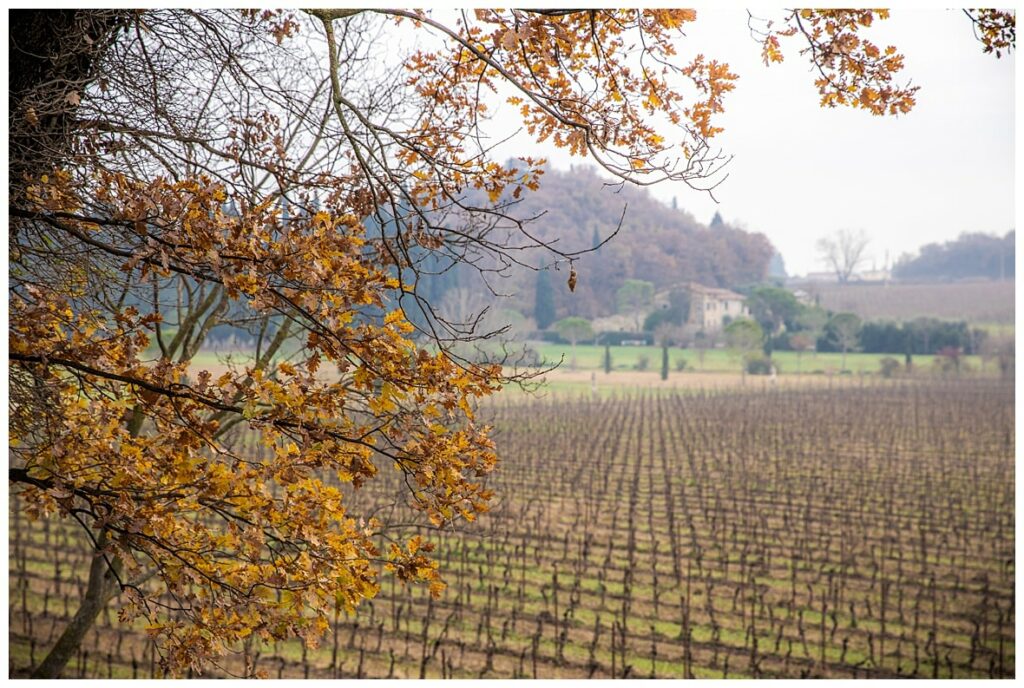 Journey of Doing - vineyards around VIlla Cordevigo