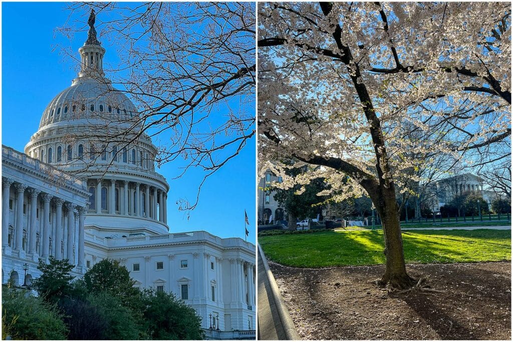 Journey of Doing - cherry blossom season in Washington, DC